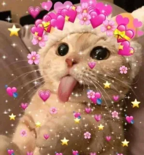 @Opstickerpacks 🌟Aesthetic cats 💖 telegram stickers