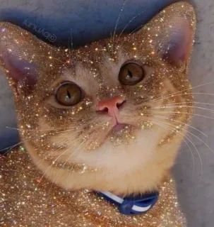 💖 bca6c6c1 猫, 小猫, 宠物, 动物, 闪粉, 可爱, 橘色虎斑猫 telegram sticker