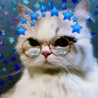 💖 d204c406 猫, 眼镜, 星星, 可爱, 宠物, 动物, 家猫 telegram sticker