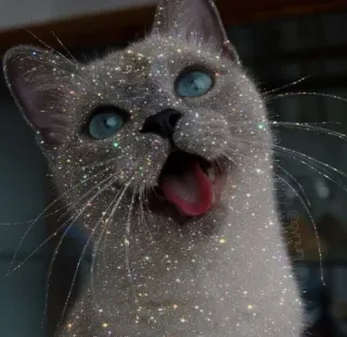 💖 eac5966d 猫, 动物, 闪光, 亮片, 可爱, 家猫, 宠物 telegram sticker