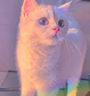 💖 ff1a3e43 猫, 小猫, 可爱, 动物, 宠物 telegram sticker