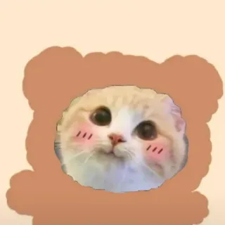 🌟 098b6071 chat, mignon, kawaii, animal, ours, animal de compagnie, autocollant telegram sticker