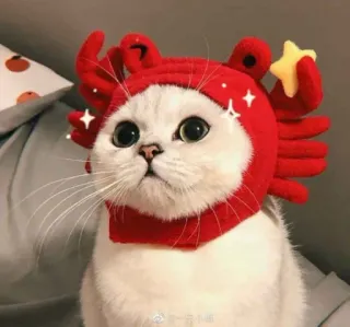 🌟 32ce7171 chat, crabe, animal, mignon, animal de compagnie, autocollant telegram sticker