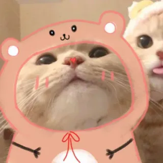 🌟 3ba8fae8 chat, chaton, animal, mignon, animal de compagnie, ours, costume telegram sticker