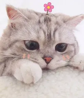 🌟 8a22be54 chat, mignon, animal, chaton, animal de compagnie, fleur telegram sticker