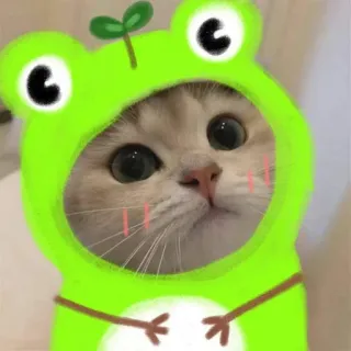 🌟 a4b5dff8 chat, grenouille, mignon, animal, autocollant, animal de compagnie, kawaii, dessin animé telegram sticker