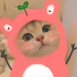 🌟 ed48ba48 chat, animal, mignon, chaton, animal de compagnie, grenouille telegram sticker