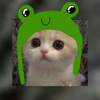 🌟 f2ed17a6 chat, chaton, grenouille, chapeau, mignon, animal, animal de compagnie telegram sticker