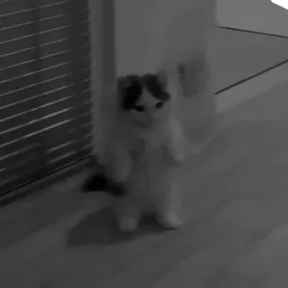 🥷 556720c8 gato, gatinho, fofo, animal, em pé telegram sticker
