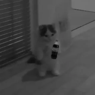 🥷 5923db0d gato, gatinho, animal, animal de estimação, cola, bebida, humor telegram sticker