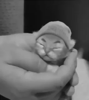 🥷 5d639724 telegram sticker