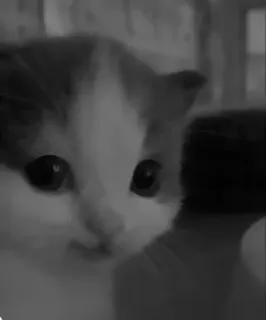 🥷 622d4185 gato, gatinho, animal, animal de estimação, fofo telegram sticker