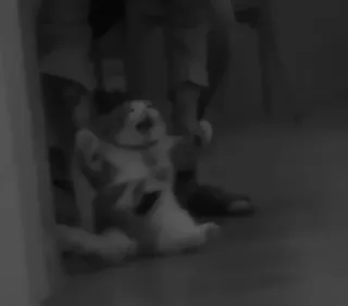 🥷 791c145b telegram sticker