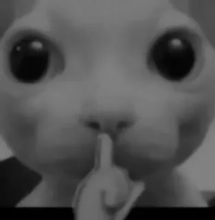 🥷 91023bd2 gato, dedo do meio, ofensivo, humor, meme, animal, rude telegram sticker