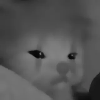 🥷 c47675fc gato, animal, meme, fofo, gato triste, preto e branco telegram sticker