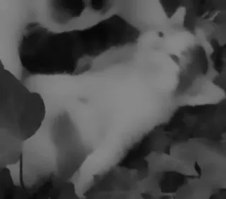 🥷 eff4177d telegram sticker