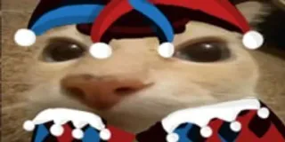 🤡 145e734f kat, nar, dier, grappig, schattig whatsapp sticker