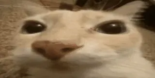 🏴‍☠️ 1e0f5cb5 kat, dier, meme, grappig, huisdier whatsapp sticker