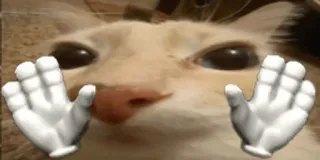 ✋ 33d5cd4f kat, meme, handen, grappig, dier whatsapp sticker