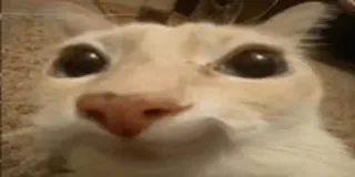 🙂 57996c40 kat, dier, meme, grappig, huisdier whatsapp sticker