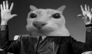 ✋ 663ab68b kat, meme, handen omhoog, grappig, dier whatsapp sticker