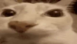 🫠 699cca3d kat, dier, meme, grappig whatsapp sticker