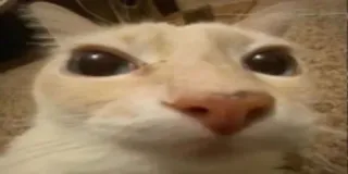 😐 72635a4d kat, dier, close-up, grappig, meme whatsapp sticker