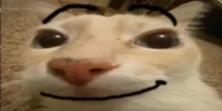 🙂 978f8897 kat, meme, grappig, dier, huisdier whatsapp sticker