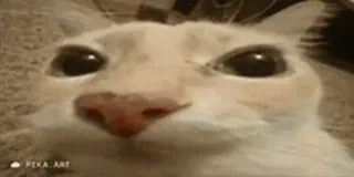 🎈 c85c4292 kat, dier, close-up, zoogdier whatsapp sticker