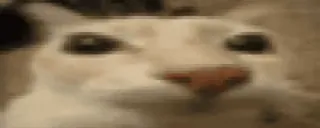 🤙 ea8fbf1d kat, grappig, dier whatsapp sticker