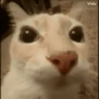 🤨 f597bfe2 kat, dier, meme, schattig whatsapp sticker