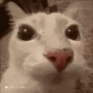 🫣 f7c528fc kat, dier, meme, grappig whatsapp sticker