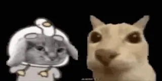 💃 f9f1e8db kat, hond, grappig, dieren, meme whatsapp sticker