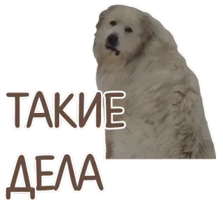 😕 235d2e0f ТАКИЕ ДЕЛА cane, meme, russo, testo telegram sticker