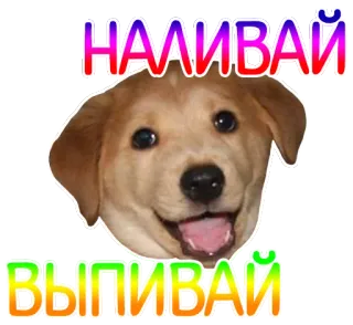 🐶 2f0d2efe НАЛИВАЙ ВЫПИВАЙ cane, cucciolo, alcol, bevanda, russo telegram sticker