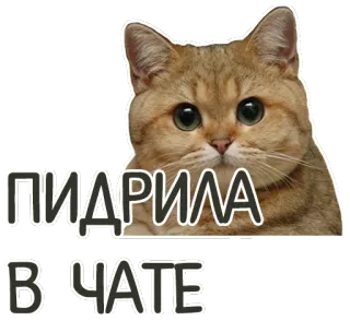 👆 438b490e ПИДРИЛА
В ЧАТЕ gatto, offensivo, chat, russo telegram sticker