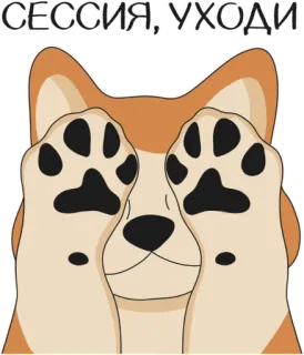🙈 d6e69dbd СЕССИЯ, УХОДИ 狗, 梗, 考试, 会话, 搞笑, 动物 telegram sticker