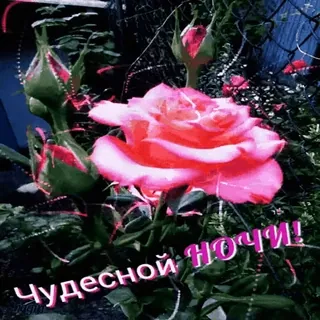 🌃 9ea2da1a Чудесной ночи! 花, バラ, 夜, 挨拶 telegram sticker
