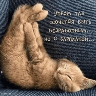 ☀️ d7bf4ed8 Утром так хочется быть безработным... но с зарплатой... 猫, 眠い, だらだら, 朝, 失業中, 夢, 可愛い telegram sticker