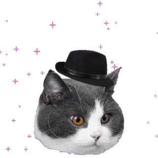 🙏 1bb441d1 chat, chaton, chapeau, mignon, animal de compagnie, animal, paillettes whatsapp sticker