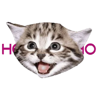 🥲 90ab799e HYUKYO chat, chaton, animal, mignon, drôle, coréen whatsapp sticker