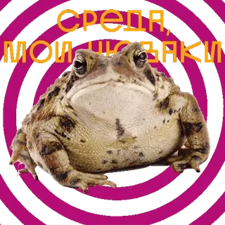 🐸 dd8e6585 среда, мои чуваки grenouille, mercredi, humour, mème, russe whatsapp sticker