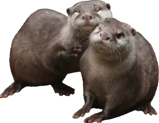 🍻 1096bdd6 水獭, 动物, 可爱, 野生动物 whatsapp sticker