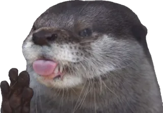 👅 13419f1d 水獭, 动物, 可爱, 搞笑, 舌头 whatsapp sticker