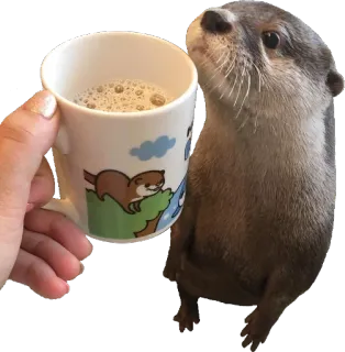 ☕ 17267d78 水獭, 咖啡, 杯子, 动物, 哺乳动物, 可爱 whatsapp sticker
