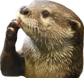 🤔 1a93bc15 水獭, 动物, 哺乳动物, 可爱, 野生动物 whatsapp sticker