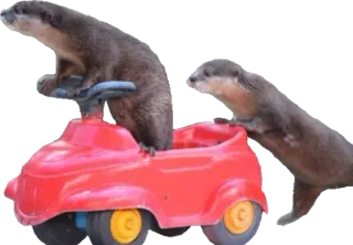 🚙 1f8233f9 水獭, 玩具车, 动物, 哺乳动物, 驾驶, 可爱 whatsapp sticker