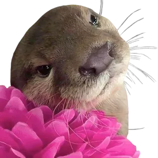 🌹 22725c33 水獭, 动物, 花, 可爱, 粉色 whatsapp sticker