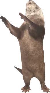 Otters Gotta Ott 2 telegram stickers