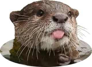 😛 32889e43 水獭, 动物, 水, 舌头, 可爱, 哺乳动物 whatsapp sticker
